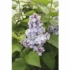 FLORASELF Sering Syringa Vulgaris 'Belle De Nancy' Potmaat 3 L H 40-60 Cm -FLORASELF Verkoop DV 8 10357693 01 4c DE 20201222051655