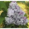 FLORASELF Sering Syringa Vulgaris 'Katherine Havemeyer' Potmaat 3 L H 40-60 Cm -FLORASELF Verkoop DV 8 10357694 01 4c DE 20201222051655