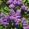 FLORASELF Sering Syringa Vulgaris 'Lavender Lady' Potmaat 3 L H 40-60 Cm -FLORASELF Verkoop DV 8 10357695 01 4c DE 20201222051655