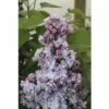 FLORASELF Sering Syringa Vulgaris 'Michel Buchner' Potmaat 3 L H 40-60 Cm -FLORASELF Verkoop DV 8 10357696 01 4c DE 20201222051655