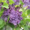 FLORASELF Sering Syringa Vulgaris 'Sensation' Potmaat 3 L H 40-60 Cm -FLORASELF Verkoop DV 8 10357701 01 4c DE 20201222051655