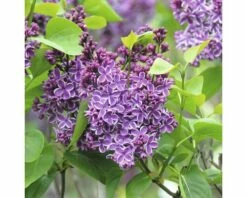 FLORASELF Sering Syringa Vulgaris 'Sensation' Potmaat 3 L H 40-60 Cm