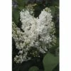 FLORASELF Sering Syringa Vulgaris 'Mme Florent Stepman' Potmaat 3 L H 40-60 Cm -FLORASELF Verkoop DV 8 10357702 01 4c DE 20201222051655