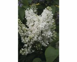 FLORASELF Sering Syringa Vulgaris 'Mme Florent Stepman' Potmaat 3 L H 40-60 Cm