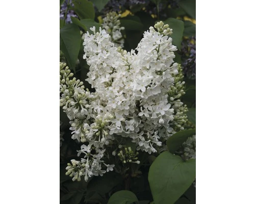 FLORASELF Sering Syringa Vulgaris 'Mme Florent Stepman' Potmaat 3 L H 40-60 Cm 3 FLORASELF Sering Syringa Vulgaris 'Mme Florent Stepman' Potmaat 3 L H 40-60 Cm