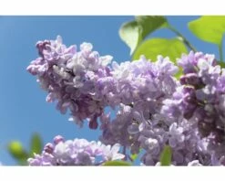 FLORASELF Sering Syringa Vulgaris 'Beauty' Potmaat Ø 19 Cm H 40-60 Cm