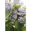 FLORASELF Sering Syringa Vulgaris 'Président Grévy' Potmaat 10 L H 60-80 Cm -FLORASELF Verkoop DV 8 10357706 01 4c DE 20201222051655