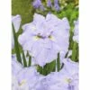 FLORASELF Japanse Iris Iris Ensata Dinner Plate 'Ice Cream' Potmaat Ø 11 Cm H 10-30 Cm -FLORASELF Verkoop DV 8 10362059 01 4c DE 20210208181755