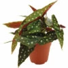 FLORASELF Stippenplant Begonia Maculata Potmaat Ø 12 Cm H 20 Cm -FLORASELF Verkoop DV 8 10362568 01 4c NL 20230118051759