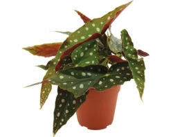 FLORASELF Stippenplant Begonia Maculata Potmaat Ø 12 Cm H 20 Cm