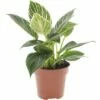 FLORASELF Philodendron Philodendron 'White Wave' Potmaat Ø 12 Cm H 20-30 Cm -FLORASELF Verkoop DV 8 10362570 01 4c DE 20210114051654