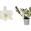 FLORASELF Orchidee Dendrobium 'Wild' Potmaat Ø 12 Cm H 30-35 Cm 1 FLORASELF Orchidee Dendrobium 'Wild' Potmaat Ø 12 Cm H 30-35 Cm -FLORASELF Verkoop DV 8 10363560 01 4c DE 20210114051654