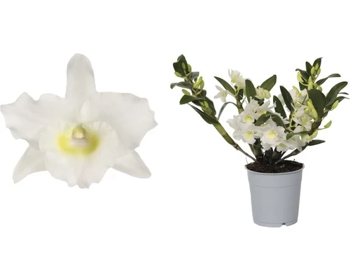 FLORASELF Orchidee Dendrobium 'Wild' Potmaat Ø 12 Cm H 30-35 Cm 3 FLORASELF Orchidee Dendrobium 'Wild' Potmaat Ø 12 Cm H 30-35 Cm