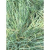 FLORASELF Schapengras Festuca Glauca 'Cool As Ice' Potmaat Ø 14 Cm H 5-15 Cm -FLORASELF Verkoop DV 8 10365169 01 4c DE 20220429051751