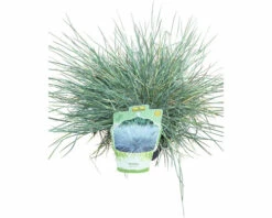 FLORASELF Schapengras Festuca Glauca 'Cool As Ice' Potmaat Ø 14 Cm H 5-15 Cm -FLORASELF Verkoop DV 8 10365193 01 4c DE 20220502051657