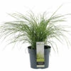 FLORASELF Chinees Prachtriet Miscanthus Sinensis 'Cute One' Potmaat Ø 19 Cm H 20-40 Cm -FLORASELF Verkoop DV 8 10365209 01 4c DE 20220525131659