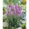FloraSelf Lampenpoetser Liatris Spicata 'Kobold' Potmaat Ø 23 Cm H 10-40 Cm