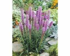 FloraSelf Lampenpoetser Liatris Spicata 'Kobold' Potmaat Ø 23 Cm H 10-40 Cm
