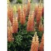 FloraSelf Lupine Lupinus Polyphyllus WEST COUNTRY 'Gladiator'® Potmaat Ø 23 Cm H 20-60 Cm -FLORASELF Verkoop DV 8 10365410 01 4c DE 20201216104657