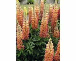 FloraSelf Lupine Lupinus Polyphyllus WEST COUNTRY 'Gladiator'® Potmaat Ø 23 Cm H 20-60 Cm