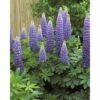 FloraSelf Lupine Lupinus Polyphyllus WEST COUNTRY 'Persian Slipper'® Potmaat Ø 23 Cm H 20-60 Cm