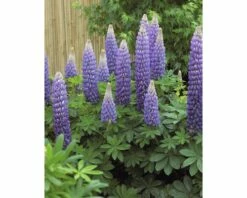 FloraSelf Lupine Lupinus Polyphyllus WEST COUNTRY 'Persian Slipper'® Potmaat Ø 23 Cm H 20-60 Cm