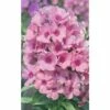 FloraSelf Vlambloem Phlox Paniculata FLAME® 'Pink' Potmaat Ø 23 Cm H 20-60 Cm -FLORASELF Verkoop DV 8 10365415 01 4c DE 20201216231655
