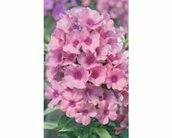 FloraSelf Vlambloem Phlox Paniculata FLAME® 'Pink' Potmaat Ø 23 Cm H 20-60 Cm