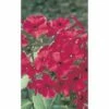 FloraSelf Vlambloem Phlox Paniculata FLAME® 'Red' Potmaat Ø 23 Cm H 20-60 Cm -FLORASELF Verkoop DV 8 10365418 01 4c DE 20201216141652
