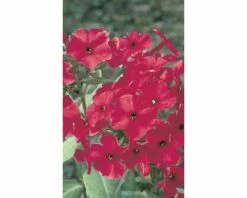 FloraSelf Vlambloem Phlox Paniculata FLAME® 'Red' Potmaat Ø 23 Cm H 20-60 Cm