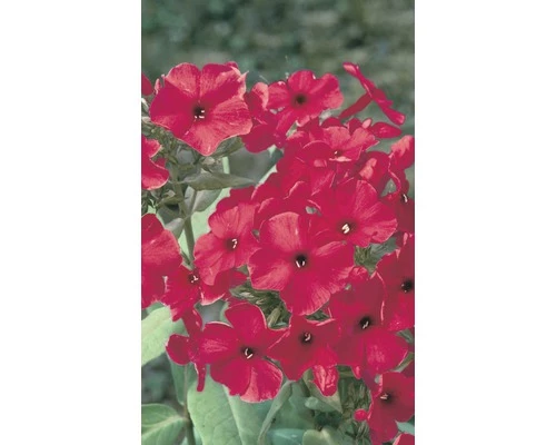 FloraSelf Vlambloem Phlox Paniculata FLAME® 'Red' Potmaat Ø 23 Cm H 20-60 Cm 3 FloraSelf Vlambloem Phlox Paniculata FLAME® 'Red' Potmaat Ø 23 Cm H 20-60 Cm