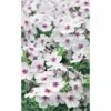 FloraSelf Vlambloem Phlox Paniculata FLAME®'White Eye' Potmaat Ø 23 Cm H 20-60 Cm 2 FloraSelf Vlambloem Phlox Paniculata FLAME®'White Eye' Potmaat Ø 23 Cm H 20-60 Cm -FLORASELF Verkoop DV 8 10365419 01 4c DE 20201216154655