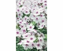 FloraSelf Vlambloem Phlox Paniculata FLAME®'White Eye' Potmaat Ø 23 Cm H 20-60 Cm