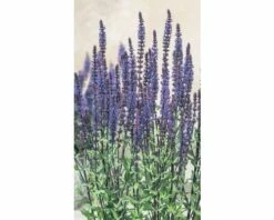 FloraSelf Salie Salvia Nemorosa 'Caradonna'® Potmaat Ø 23 Cm H 20-30 Cm