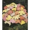 FloraSelf Herfstanemoon Achillea Millefolium 'Summer Pastels' Potmaat Ø 23 Cm H 10-80 Cm -FLORASELF Verkoop DV 8 10365481 01 4c DE 20201217060621
