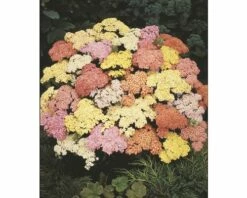 FloraSelf Herfstanemoon Achillea Millefolium 'Summer Pastels' Potmaat Ø 23 Cm H 10-80 Cm