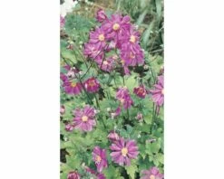 FloraSelf Herfstanemoon Anemone Hupehensis 'Pretty Lady Julia'® Potmaat Ø 23 Cm H 20-80 Cm