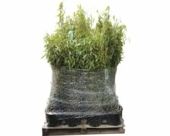 FLORASELF Bamboe Fargesia Murielae 'Standing Stone' Potmaat Ø 23 Cm H 40-60 Cm 40 St. Ca. 25 Meter Haag