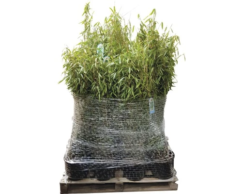 FLORASELF Bamboe Fargesia Murielae 'Standing Stone' Potmaat Ø 23 Cm H 40-60 Cm 40 St. Ca. 25 Meter Haag 3 FLORASELF Bamboe Fargesia Murielae 'Standing Stone' Potmaat Ø 23 Cm H 40-60 Cm 40 St. Ca. 25 Meter Haag