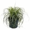 FLORASELF Zegge Carex 'Feather Falls' H 5-15 Cm -FLORASELF Verkoop DV 8 10373353 01 4c DE 20210129094658