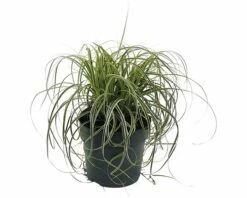 FLORASELF Zegge Carex 'Feather Falls' H 5-15 Cm
