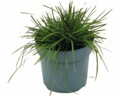 FLORASELF Blauwgras Sesleria Albicans H 10-30 Cm