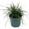 FLORASELF Blauwgras Sesleria Heufleriana Potmaat 14 Cm H 5-20 Cm -FLORASELF Verkoop DV 8 10373363 01 4c DE 20210129084755