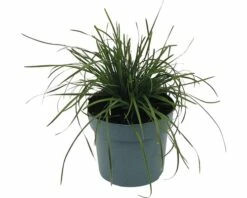 FLORASELF Blauwgras Sesleria Heufleriana Potmaat 14 Cm H 5-20 Cm