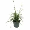 FLORASELF Blauwgras Sesleria Nitida H 10-60 Cm -FLORASELF Verkoop DV 8 10373364 01 4c DE 20210129094658