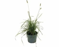 FLORASELF Blauwgras Sesleria Nitida H 10-60 Cm