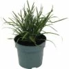 FLORASELF Blauwgras Sesleria Sadleriana H 10-30 Cm -FLORASELF Verkoop DV 8 10373365 01 4c DE 20210129094758