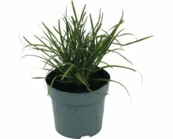 FLORASELF Blauwgras Sesleria Sadleriana H 10-30 Cm
