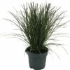 FLORASELF Oranje Zegge Carex Testacea 'Prairie Fire' Potmaat Ø 14 Cm H 5-15 Cm -FLORASELF Verkoop DV 8 10373369 01 4c DE 20210129094758
