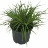 FLORASELF Zegge Carex Oshimensis 'Green Wonder' Potmaat Ø 14 Cm H 5-30 Cm -FLORASELF Verkoop DV 8 10373510 01 4c DE 20210129094658